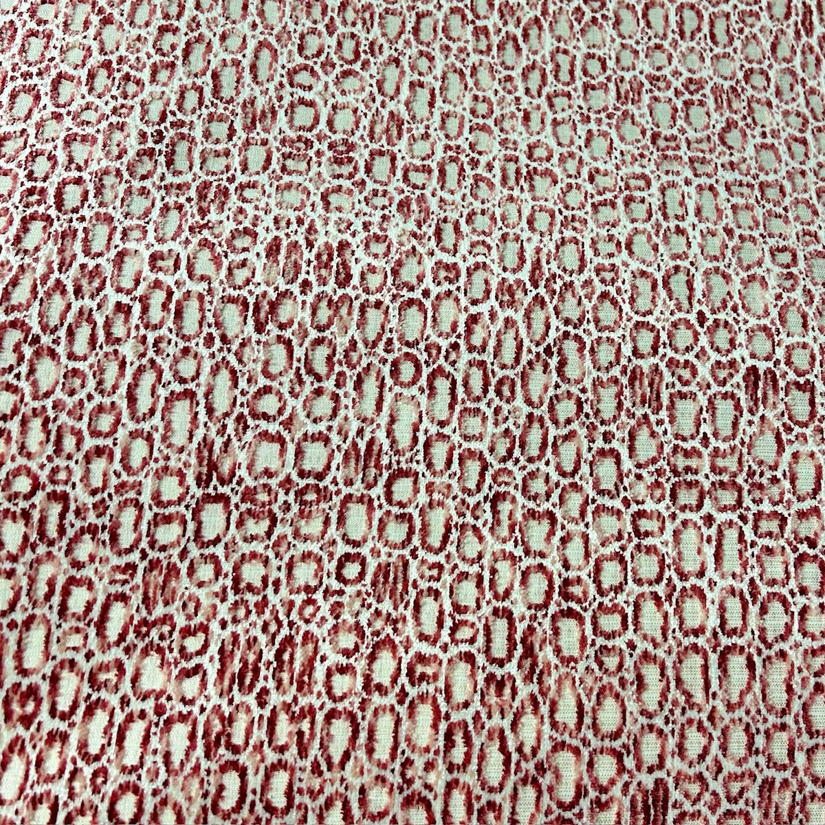 Spotted Raspberry – Zimman’s